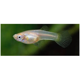 Guppy hembra japan blond
