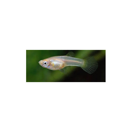 Guppy hembra japan blond
