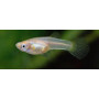 Guppy hembra japan blond