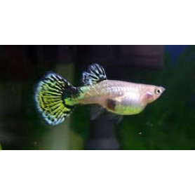 Guppy hembra leopard Guppy hembra leopard