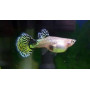 Guppy hembra leopard
