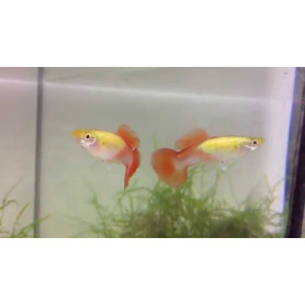 Guppy hembra metalic blond Guppy hembra metalic blond
