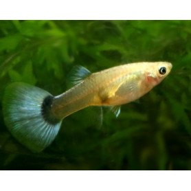 Guppy hembra metalic blue neon