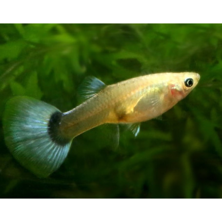 Guppy hembra metalic blue neon
