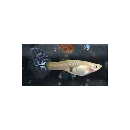 Guppy hembra mosaic