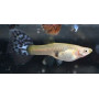 Guppy hembra mosaic