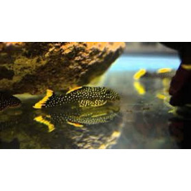 L081 Pleco pepita de oro - Xingu L081 Pleco pepita de oro - Xingu