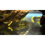 L081 Pleco pepita de oro - Xingu