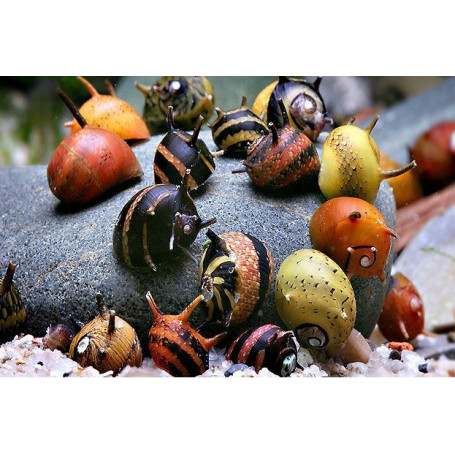 Caracol clithon surtido