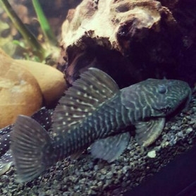 L056 Parancistrus Chubby L056 Parancistrus chubby