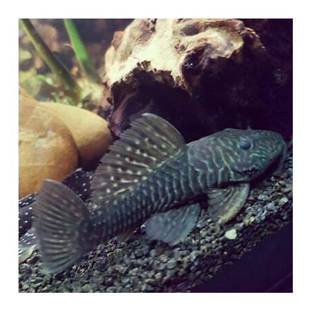 L056 Parancistrus chubby