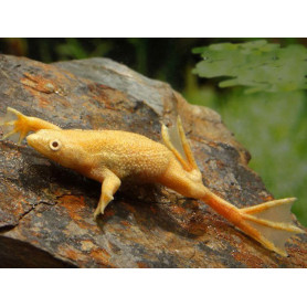 Rana de uñas Africana - hymenochirus sp. gold Rana de uñas Africana - hymenochirus sp. gold