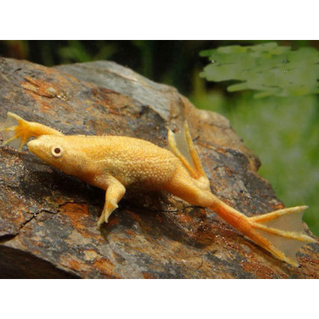 Rana de uñas Africana - hymenochirus sp. gold