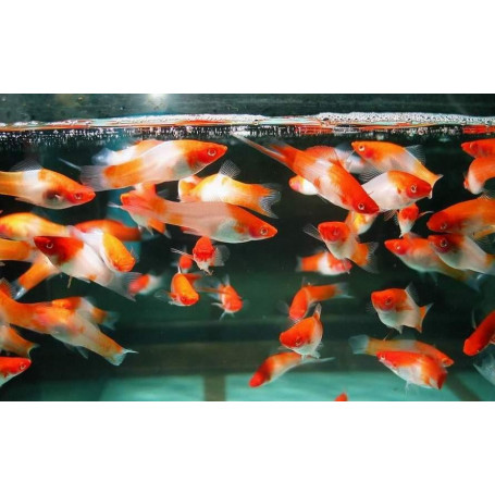 Xipho Kohaku/Santa Claus