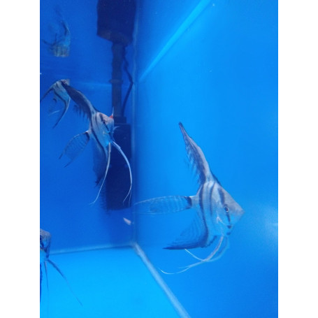 Escalar amazon Blue Velo