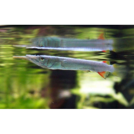 Dermogenys Pusillus - Pez Pico de Pato