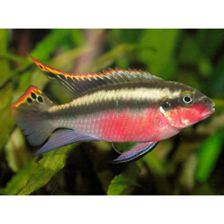 Pelvicachromis Pulcher Red