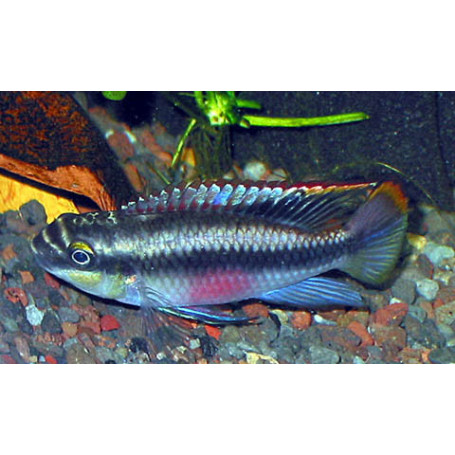 Pelvicachromis Pulcher Blue