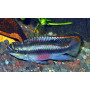 Pelvicachromis Pulcher Blue