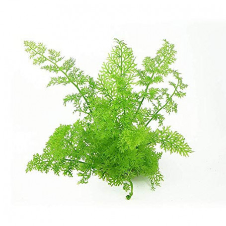 ceratopteris thalictroides helecho de sumatra