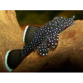 L181 Ancistrus Peppermint L181 Ancistrus Peppermint