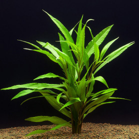 Hygrophila salicifolia hygrophila corymbosa salicifolia