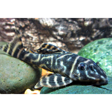 L129 hypancistrus debilittera