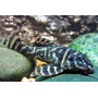 L129 hypancistrus debilittera