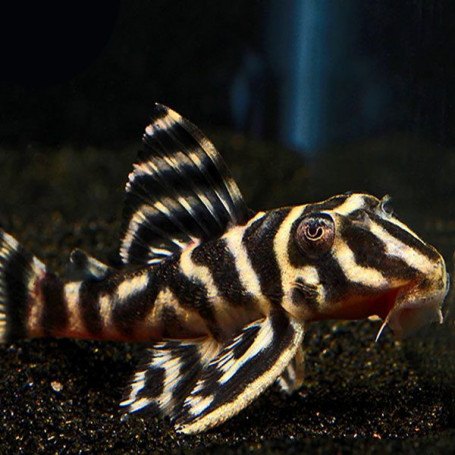 L199 hypancistrus Furunculus