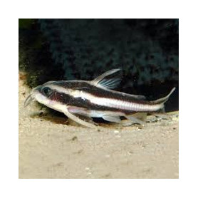 platydoras costatus platydora costatus