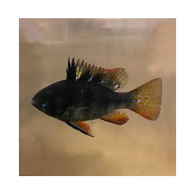 Papiliochromis Ramirezi Dark Papiliochromis Ramirezi Dark
