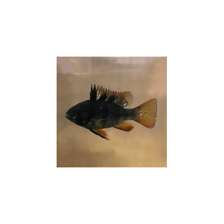 Papiliochromis Ramirezi Dark