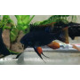 Papiliochromis Ramirezi Dark