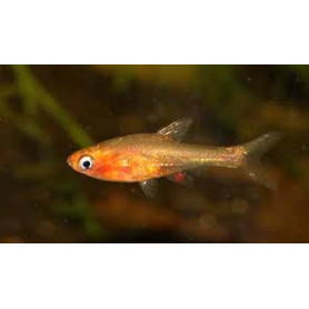 Rasbora enana roja Rasbora enana roja