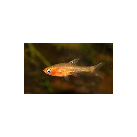 Rasbora enana roja