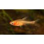 Rasbora enana roja