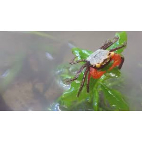 Geosesarma sp. Vampire yellow Geosesarma sp. Vampire yellow