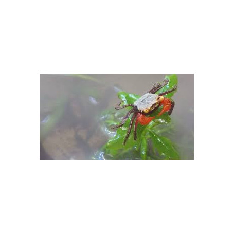 Geosesarma sp. Vampire yellow