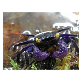 Geosesarma	Dennerle - Geosesarma Vampire Purple Geosesarma	Dennerle - Geosesarma Vampire Purple