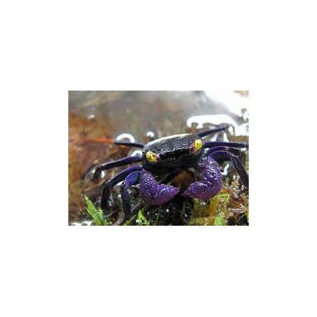 Geosesarma	Dennerle - Geosesarma Vampire Purple