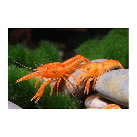 Cambarellus patzcuarensis orange