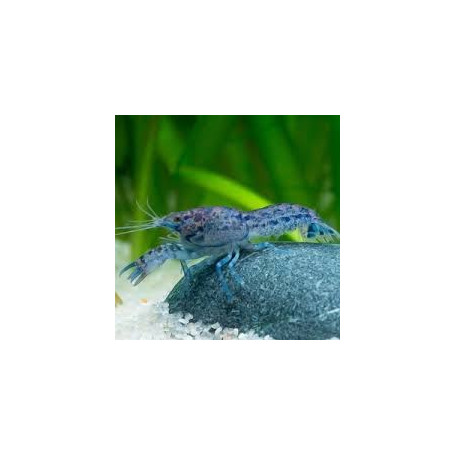 Cambarellus patzcuarensis blue