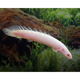 Polypterus senegalus albino - Pez dragon africano albino Polypterus senegalus albino - Pez dragon africano albino