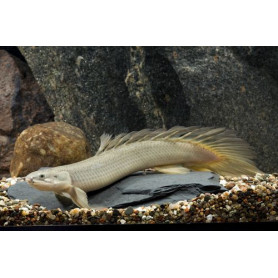 Polypterus senegalus - Pez dragon africano Polypterus senegalus - Pez dragon africano