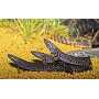 Polypterus ornatipinnis - bichir ornado