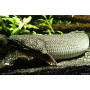 Polypterus ornatipinnis - bichir ornado