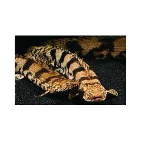 Polypterus endlicheri - Pez sierra endlicheri Polypterus endlicheri - Pez sierra endlicheri