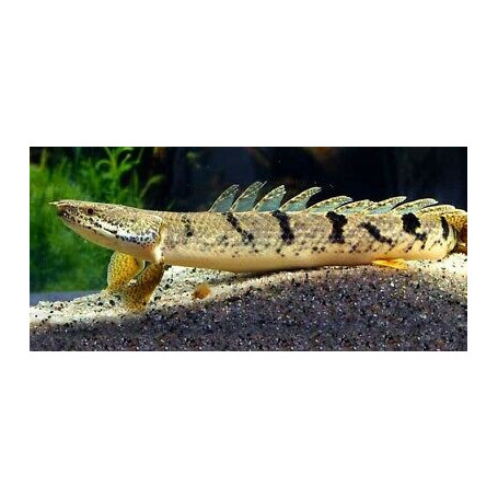 Polypterus delhezi - Pez sierra barrado