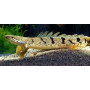 Polypterus delhezi - Pez sierra barrado