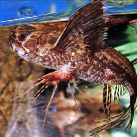 Pantodon buchholzi - Pez mariposa africano Pantodon buchholzi - Pez mariposa